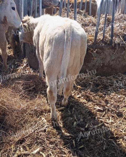 F1 bika borjak eladók