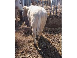 F1 bika borjak eladók