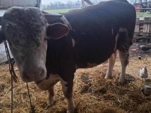 Magyartarka bika, kb. 600 kg