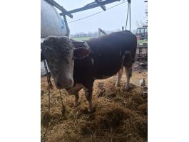 Magyartarka bika, kb. 600 kg