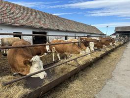 Vemhes Magyartarka üszők