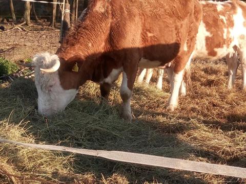 Húshasznú magyartarka tehenek eladók Húshasznú magyartarka tehenek eladók
