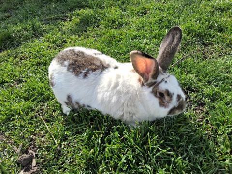 2 éves bak nyúl eladó