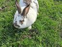 2 éves bak nyúl eladó