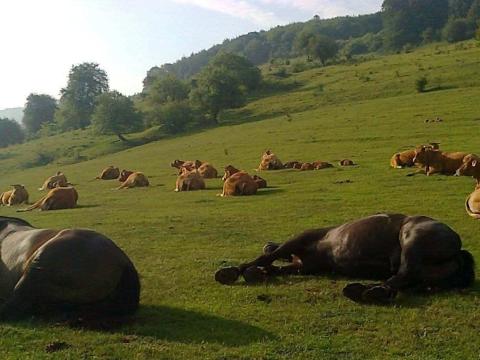 Mezőgazdasági állás (azonnal betölthető)