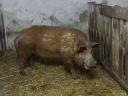 Mangalica kan