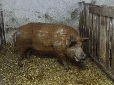 Mangalica kan