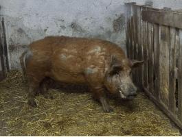 Mangalica kan