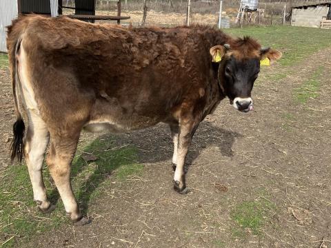 Jersey üsző eladó