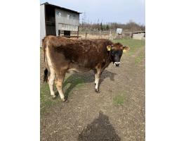 Jersey üsző eladó