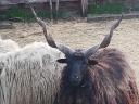Racka juh