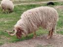 Racka juh