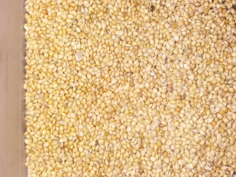 Muhar fémzár tiszta és lucerna tisztított mag, vetésre alkalmas Muhar fémzár tiszta és lucerna tisztított mag, vetésre alkalmas