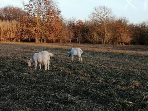 Szánentáli szarvatlan növendék, ivartalanított bak kecske – 20 ezerért