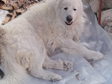 Pireneusi hegyi juhászkutya, 5 éves, törzskönyves, oltott, chippelt, fedeztetésre ajánlom Pireneusi hegyi juhászkutya, 5 éves, törzskönyves, oltott, chippelt, fedeztetésre ajánlom