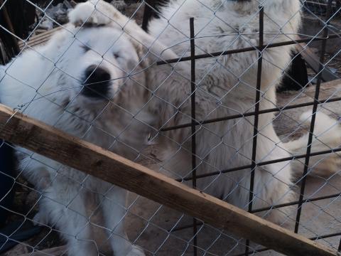 Pienerusi hegyi juhászkutya 5 éves ivartalanított, törzskönyves, iskolázott, oltott, chippelt. Másik ivaros szuka vásárlása miatt eladó, vagy csere ivaros, felnőtt vagy fiatal kutyára, érték eg Pienerusi hegyi juhászkutya 5 éves ivartalanított, törzskönyves, iskolázott, oltott, chippelt. Másik ivaros szuka vásárlása miatt eladó, vagy csere ivaros, felnőtt vagy fiatal kutyára, érték eg