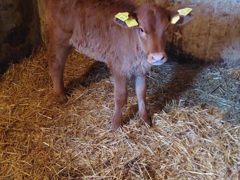 Vásárolnék szopós bika borjút