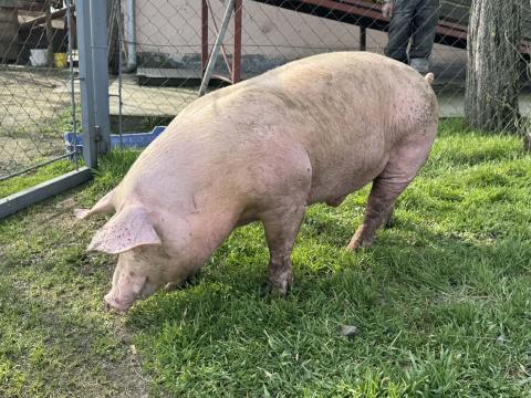 Tenyészkanok Tenyészkanok