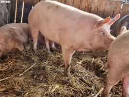 Selejt koca eladó Mélykúton