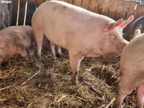 Selejt koca eladó Mélykúton
