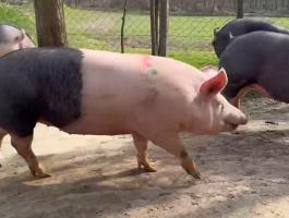 Vemhes kocák eladók Mélykúton