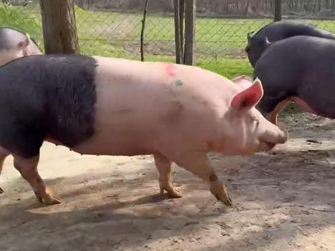 Vemhes kocák eladók Mélykúton