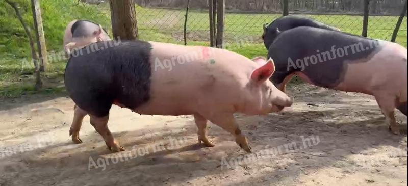 Vemhes kocák eladók Mélykúton