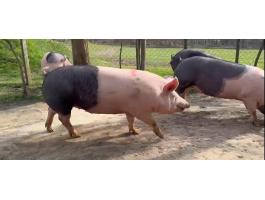 Vemhes kocák eladók Mélykúton