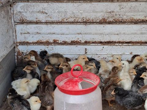 Itáliai csirke eladó