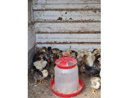 Itáliai csirke eladó