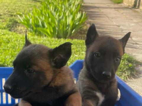 Belga juhász jellegű kiskutyák