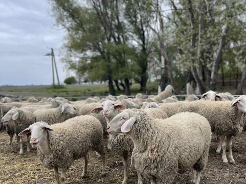 Landschaf  merinó jerkék eladók