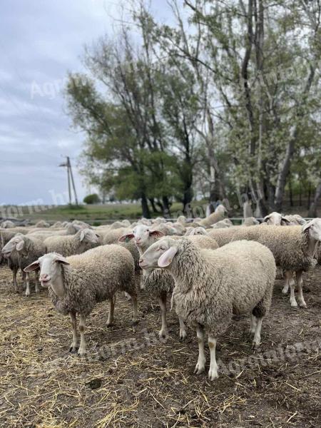 Landschaf  merinó jerkék eladók