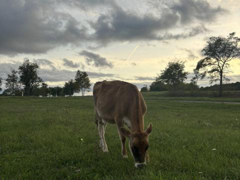 Jersey üszők Jersey üszők