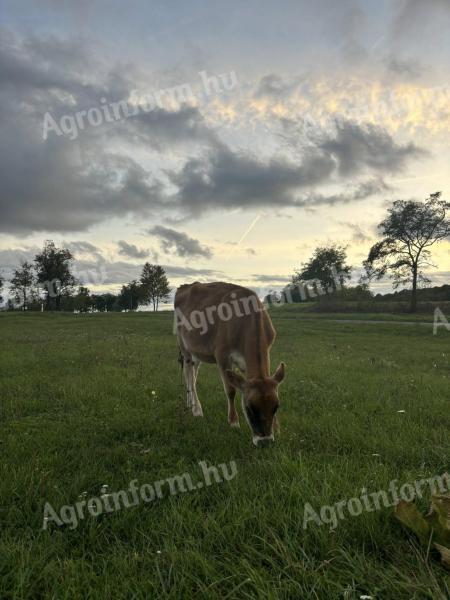 Jersey üszők
