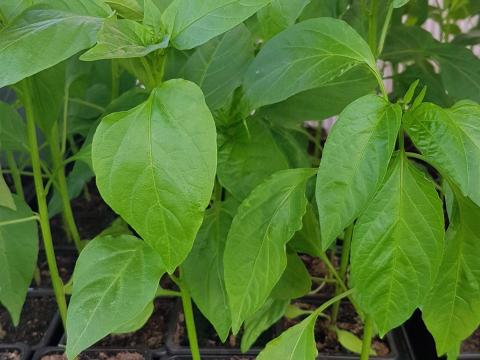 Paprika palánta cserépben, vegyszermentesen nevelt Paprika palánta cserépben, vegyszermentesen nevelt