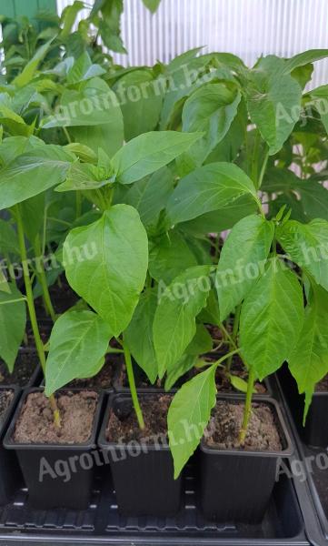 Paprika palánta cserépben,  vegyszermentesen nevelt