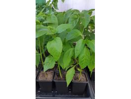 Paprika palánta cserépben,  vegyszermentesen nevelt