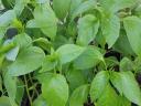 Paprika palánta cserépben,  vegyszermentesen nevelt
