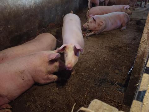 Eladó hizó sertések 100-130 kg-os súlyban