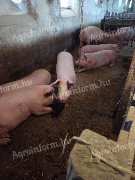 Eladó hizó sertések 100-130 kg-os súlyban
