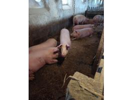Eladó hizó sertések 100-130 kg-os súlyban