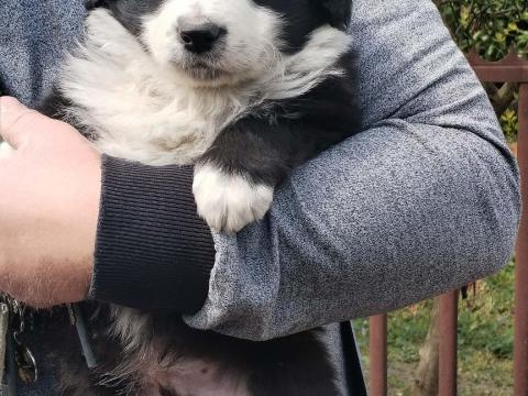 Border Collie fajtajellegű kan kiskutya