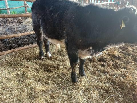 Eladó bika borjú Eladó bika borjú