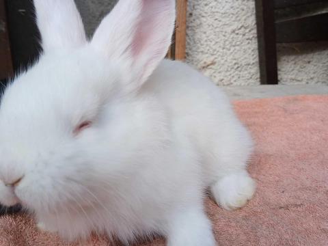 Német óriás hófehér nyuszi Német óriás hófehér nyuszi