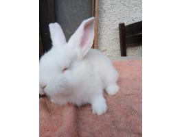 Német óriás hófehér nyuszi