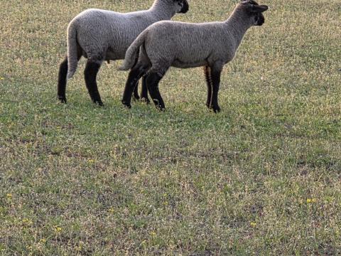 Suffolk bárányok eladók Suffolk bárányok eladók