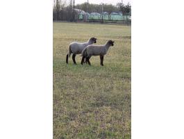 Suffolk bárányok eladók