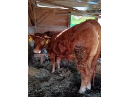 Limusin üsző eladó