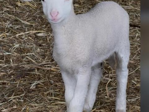 Eladó hasas birkák és bárányok Eladó hasas birkák és bárányok